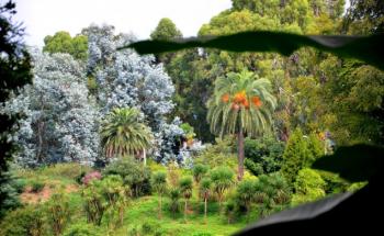 Pasivaikščiokite po Batumio botanikos sodą